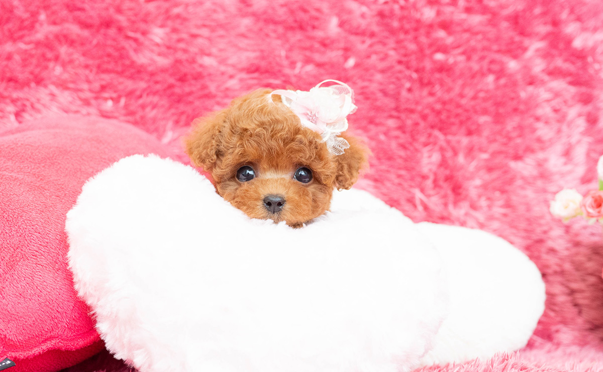 ティーカッププードルのレッドの女の子｜2026年2月13日生まれ｜No.11169｜画像0枚目