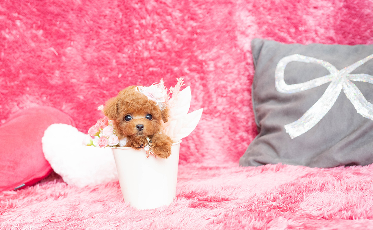 ティーカッププードルのレッドの女の子｜2026年2月13日生まれ｜No.11169｜画像1枚目