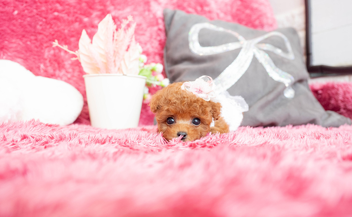 ティーカッププードルのレッドの女の子｜2026年2月13日生まれ｜No.11169｜画像11枚目