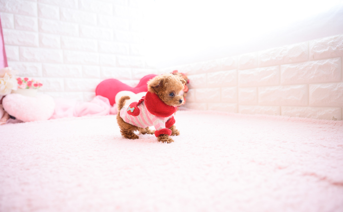 ティーカッププードルのレッドの女の子｜2026年2月13日生まれ｜No.11178｜画像4枚目