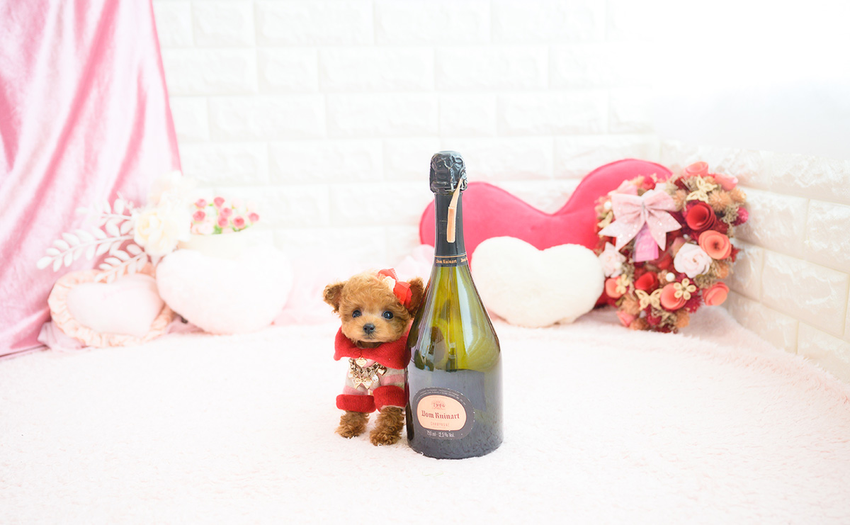 ティーカッププードルのレッドの女の子｜2026年2月13日生まれ｜No.11178｜画像5枚目