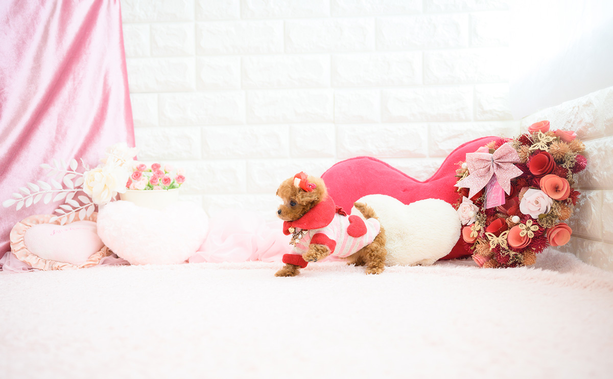 ティーカッププードルのレッドの女の子｜2026年2月13日生まれ｜No.11178｜画像6枚目