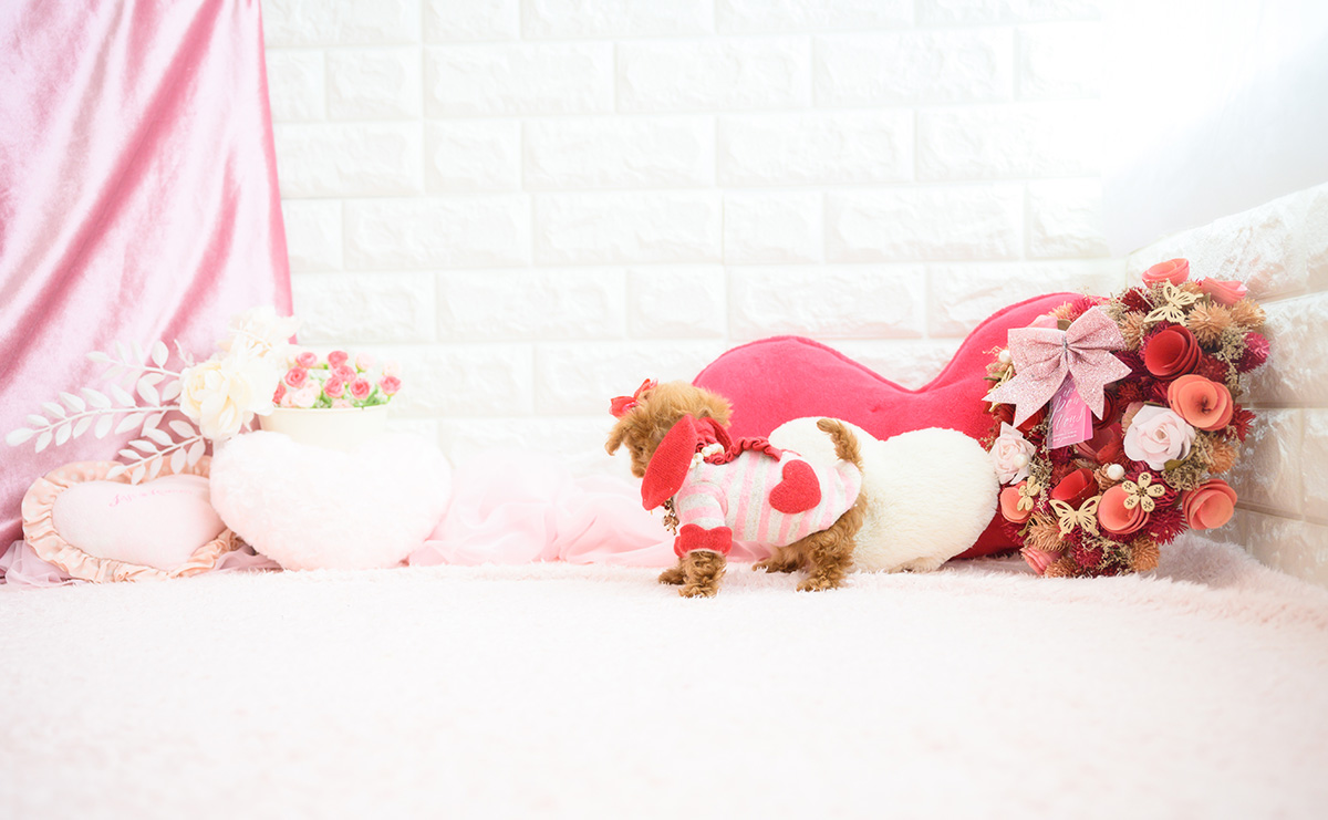 ティーカッププードルのレッドの女の子｜2026年2月13日生まれ｜No.11178｜画像7枚目