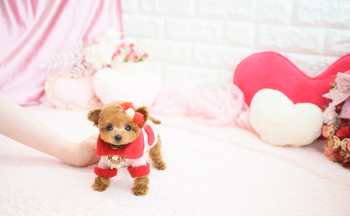 ティーカッププードルのレッドの女の子｜2026年2月13日生まれ｜No.11178｜画像8枚目