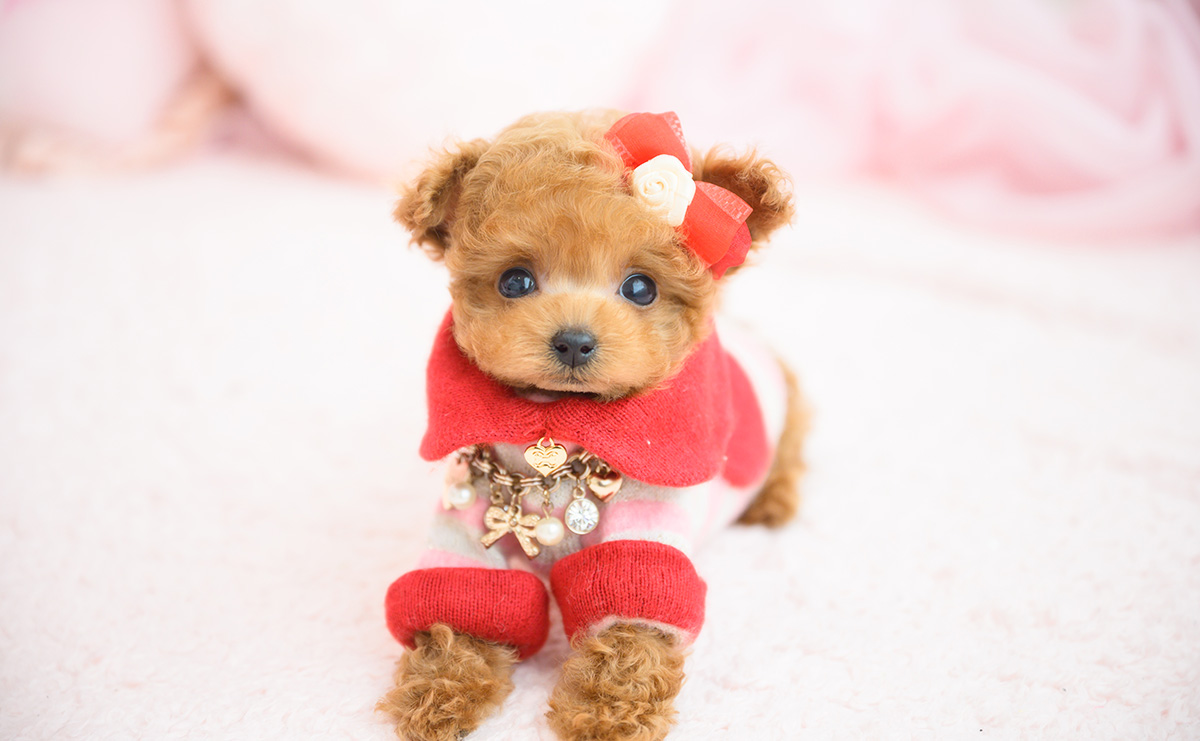 ティーカッププードルのレッドの女の子｜2026年2月13日生まれ｜No.11178｜画像3枚目