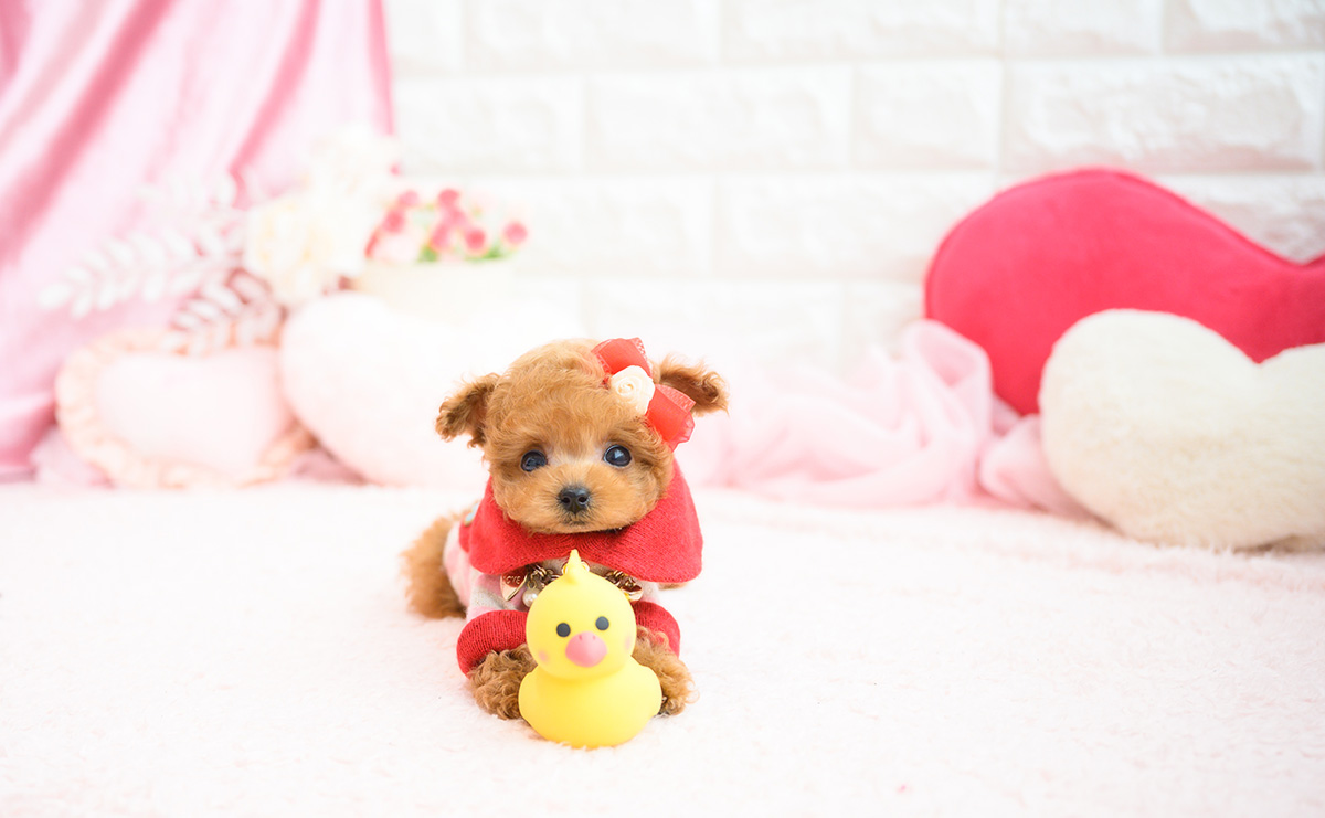 ティーカッププードルのレッドの女の子｜2026年2月13日生まれ｜No.11178｜画像9枚目