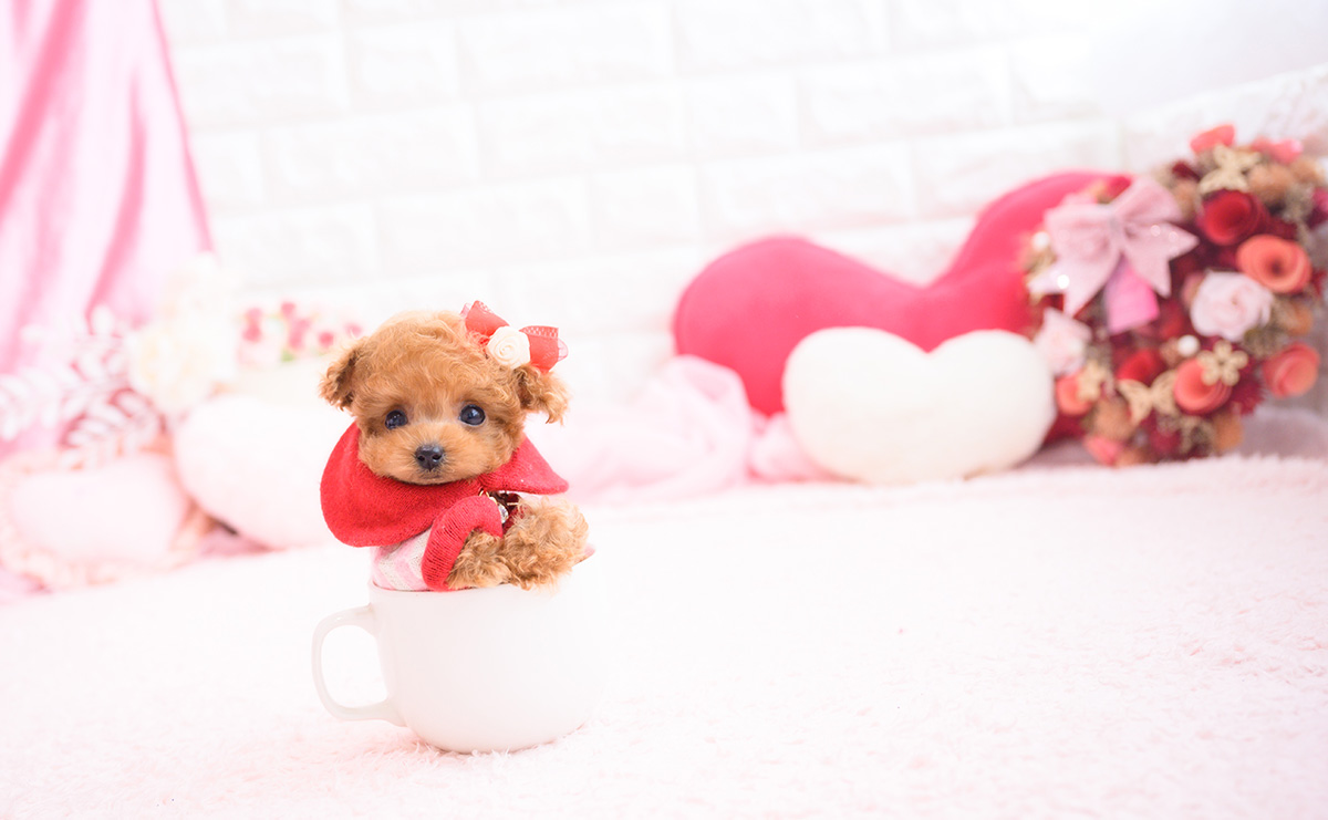 ティーカッププードルのレッドの女の子｜2026年2月13日生まれ｜No.11178｜画像2枚目