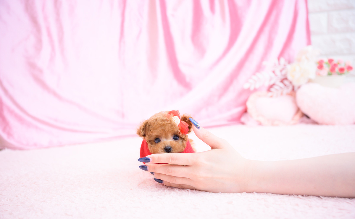 ティーカッププードルのレッドの女の子｜2026年2月13日生まれ｜No.11178｜画像10枚目