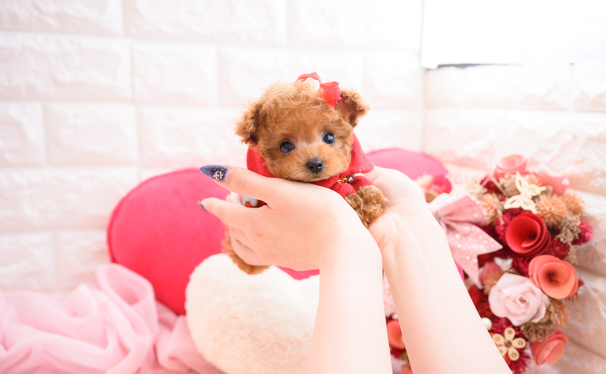 ティーカッププードルのレッドの女の子｜2026年2月13日生まれ｜No.11178｜画像11枚目