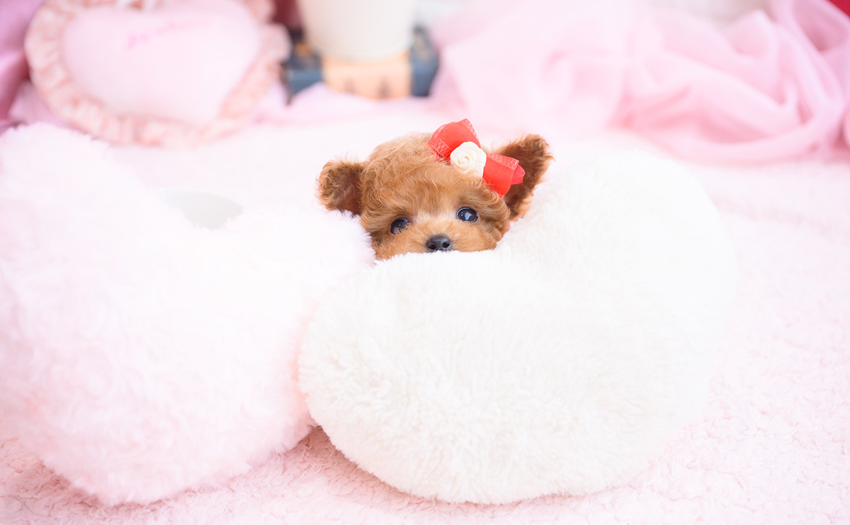 ティーカッププードルのレッドの女の子｜2026年2月13日生まれ｜No.11178｜画像0枚目