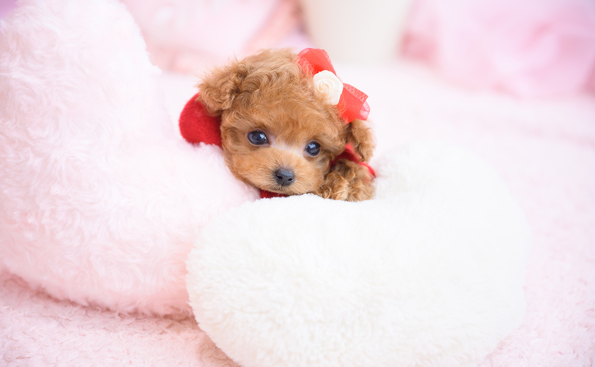 ティーカッププードルのレッドの女の子｜2026年2月13日生まれ｜No.11178｜画像1枚目