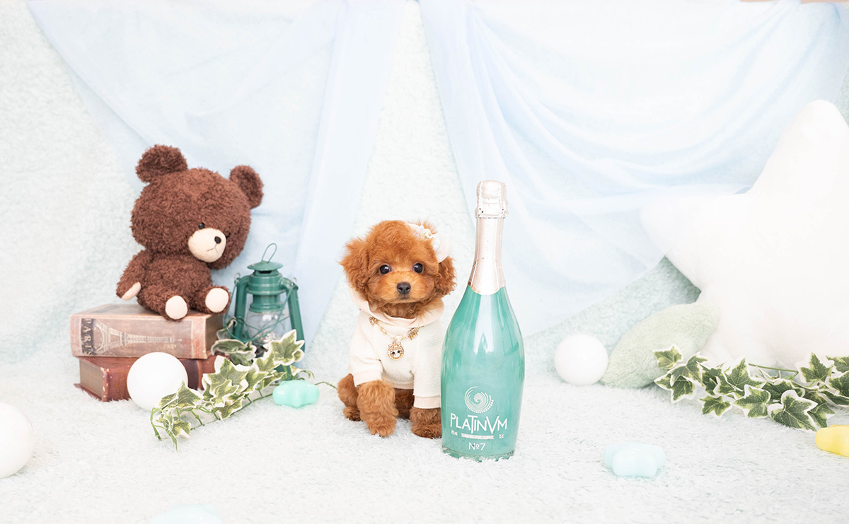 タイニープードルのレッドの男の子｜2026年2月8日生まれ｜No.11182｜画像2枚目