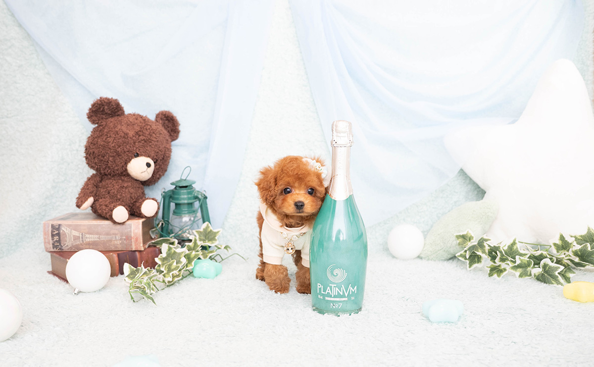 タイニープードルのレッドの男の子｜2026年2月8日生まれ｜No.11182｜画像3枚目