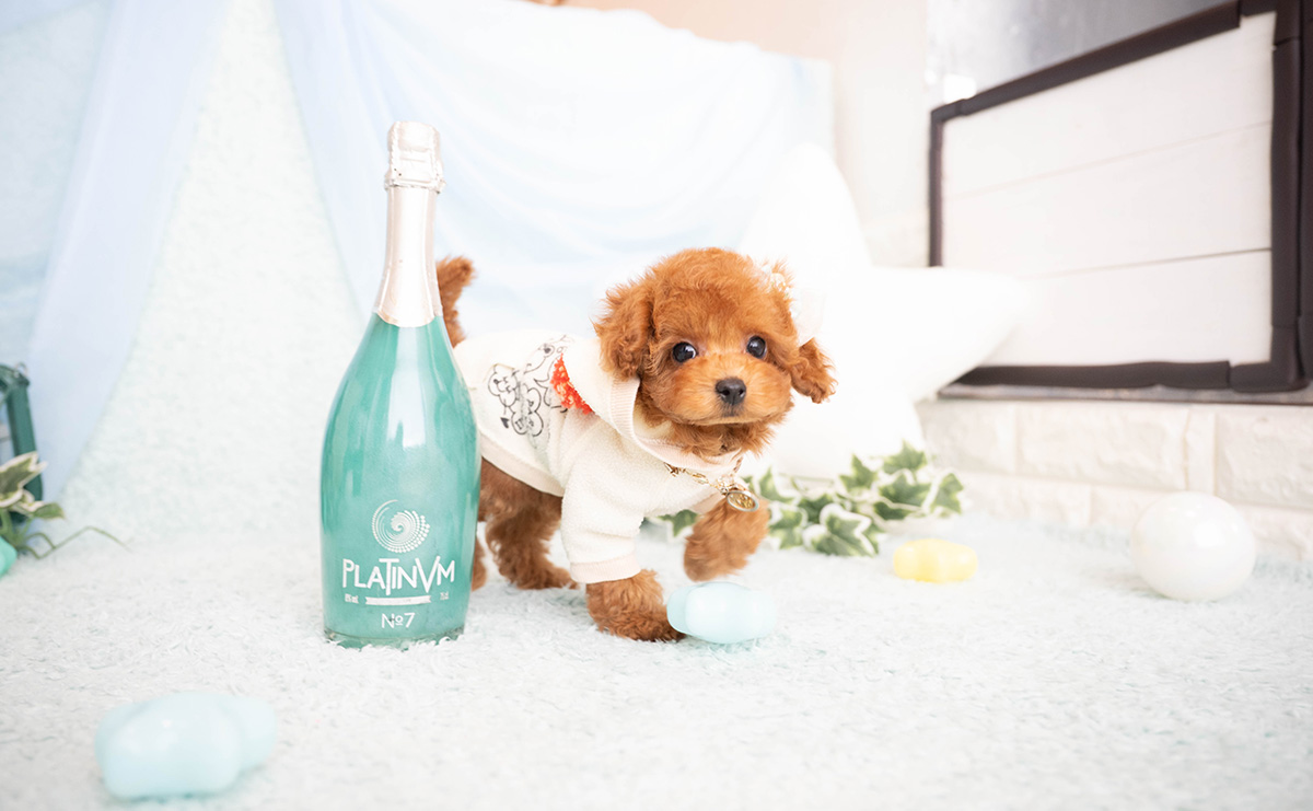 タイニープードルのレッドの男の子｜2026年2月8日生まれ｜No.11182｜画像4枚目