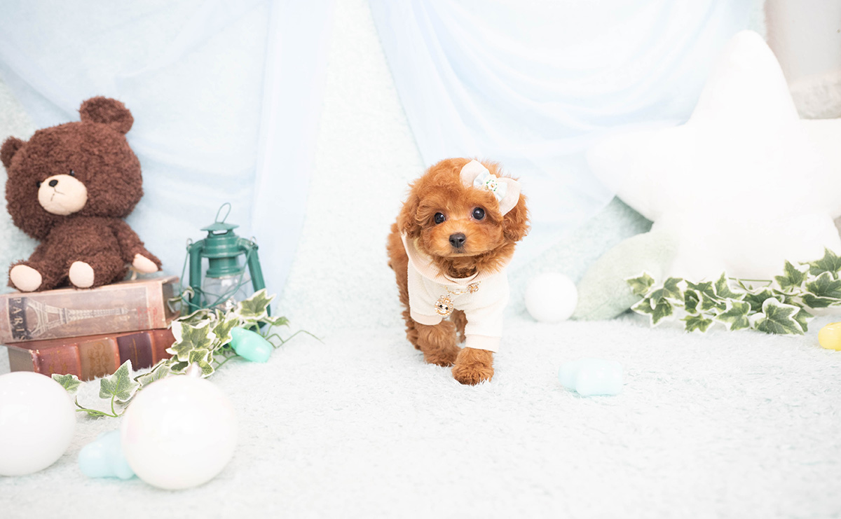 タイニープードルのレッドの男の子｜2026年2月8日生まれ｜No.11182｜画像5枚目