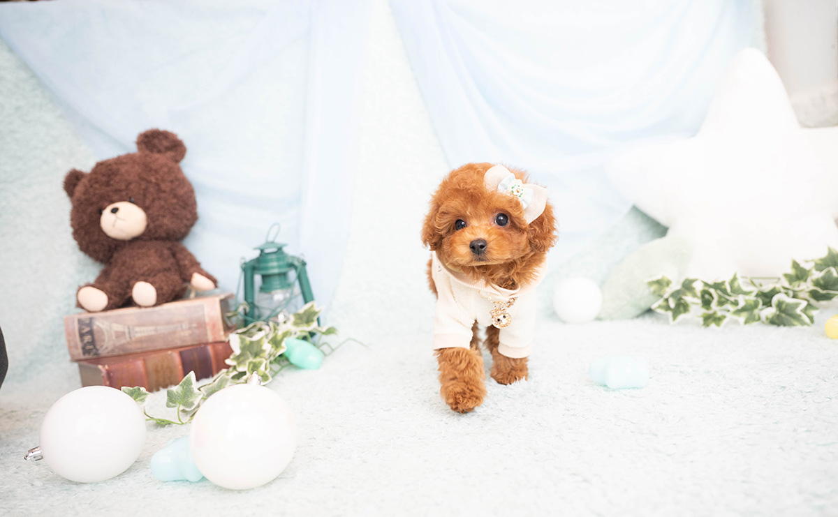 タイニープードルのレッドの男の子｜2026年2月8日生まれ｜No.11182｜画像6枚目