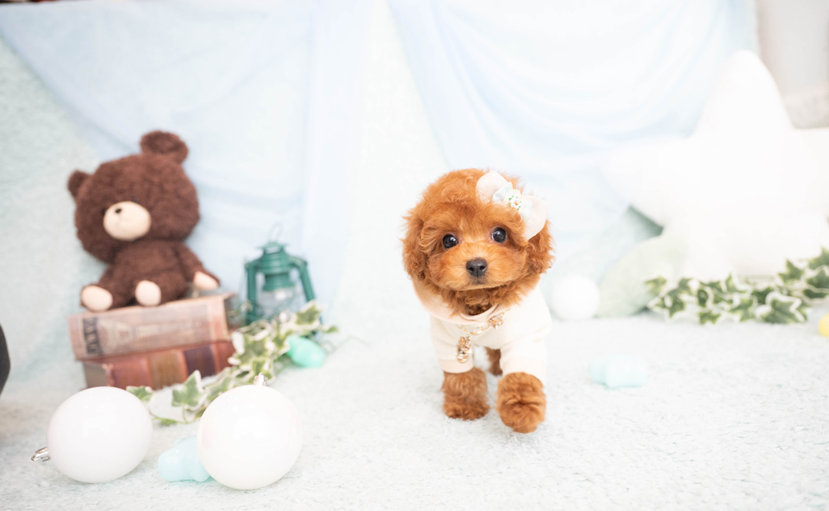 タイニープードルのレッドの男の子｜2026年2月8日生まれ｜No.11182｜画像1枚目