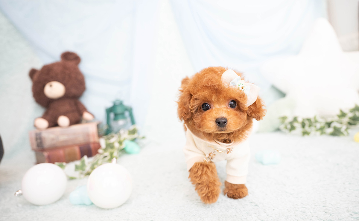 タイニープードルのレッドの男の子｜2026年2月8日生まれ｜No.11182｜画像0枚目