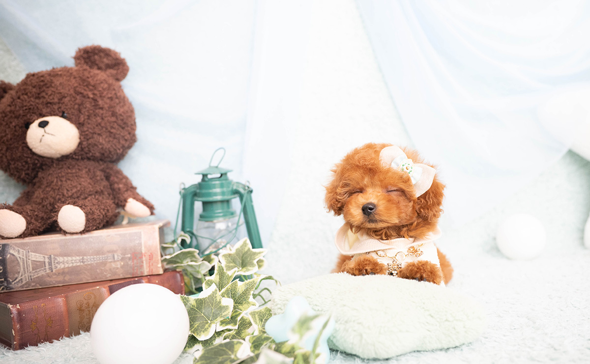 タイニープードルのレッドの男の子｜2026年2月8日生まれ｜No.11182｜画像7枚目