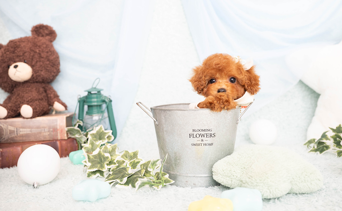 タイニープードルのレッドの男の子｜2026年2月8日生まれ｜No.11182｜画像8枚目