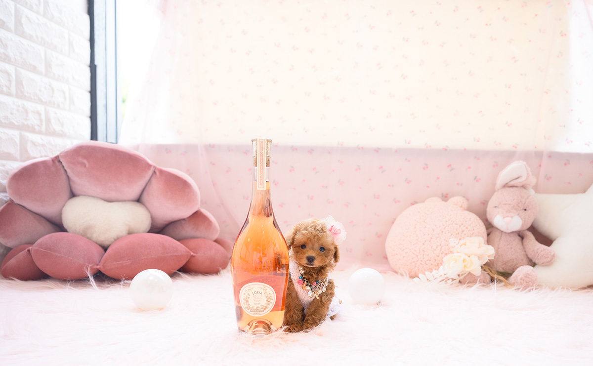 ティーカッププードルのレッドの女の子｜2026年3月3日生まれ｜No.11188｜画像1枚目