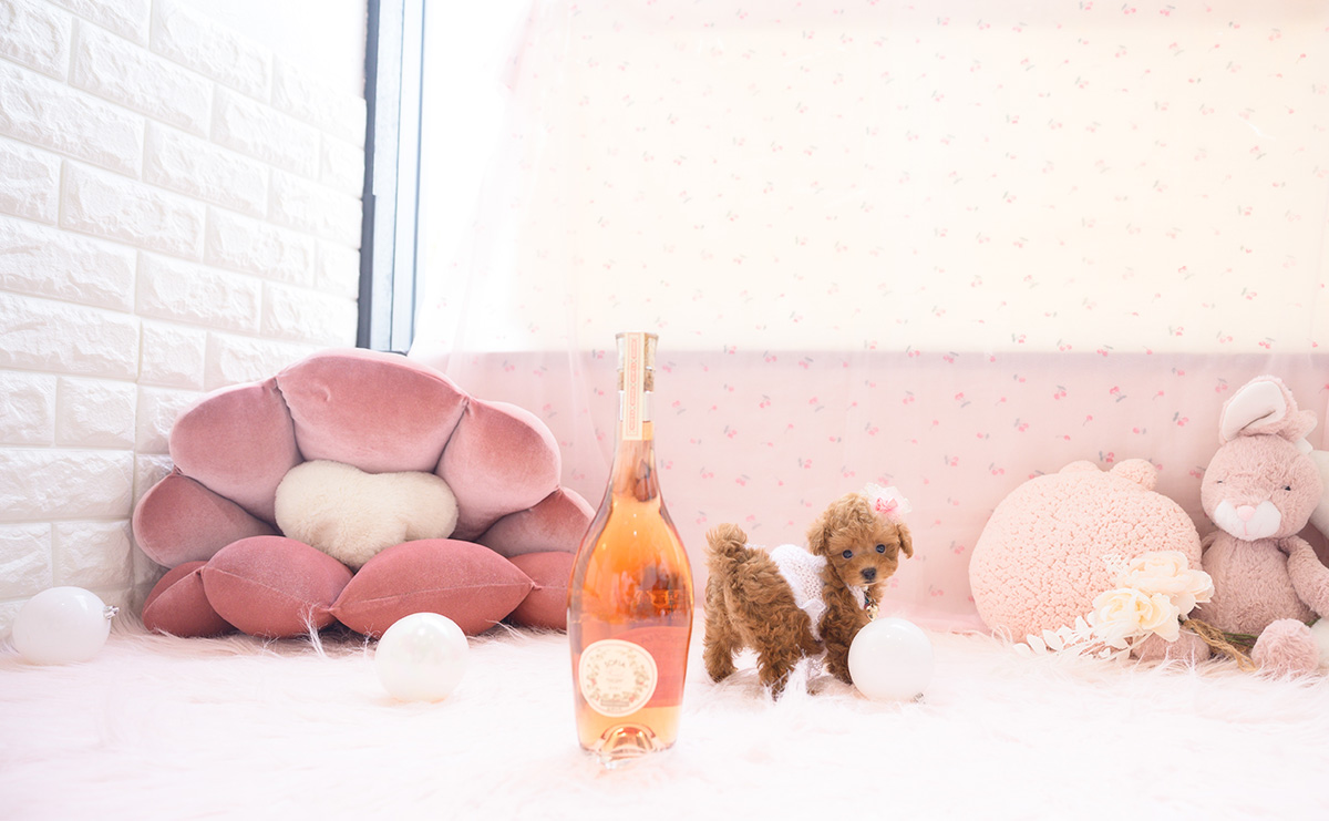 ティーカッププードルのレッドの女の子｜2026年3月3日生まれ｜No.11188｜画像2枚目