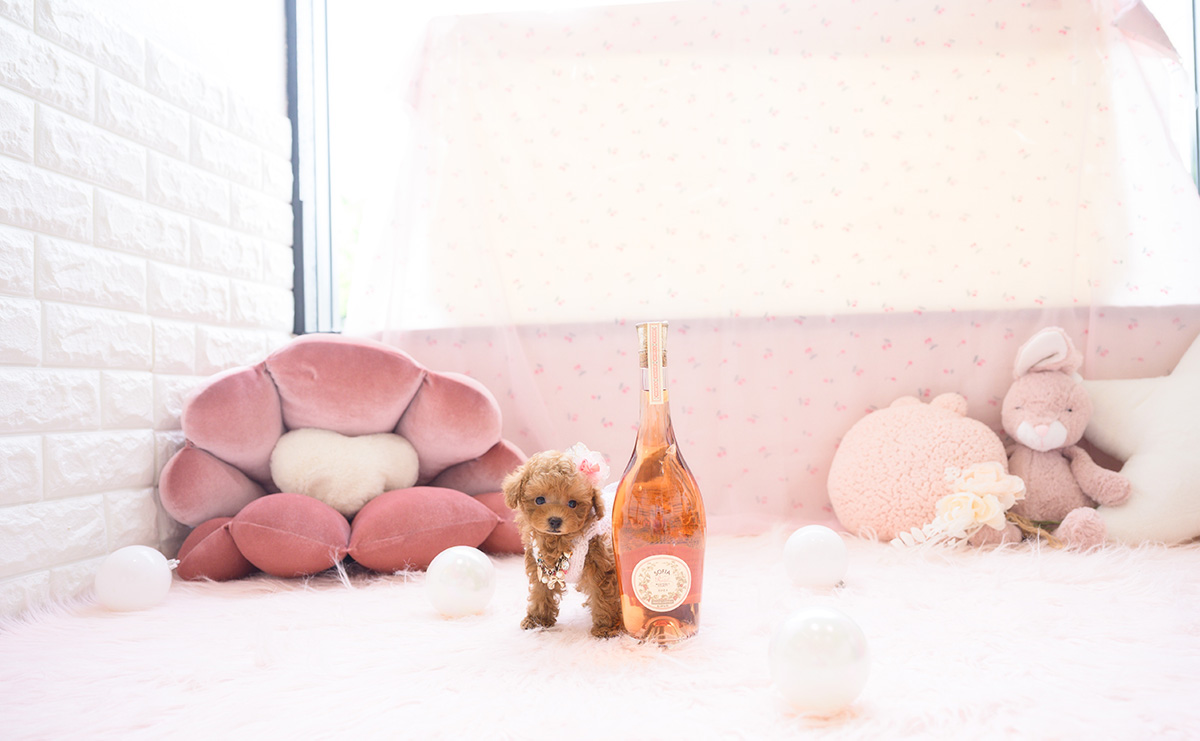 ティーカッププードルのレッドの女の子｜2026年3月3日生まれ｜No.11188｜画像3枚目