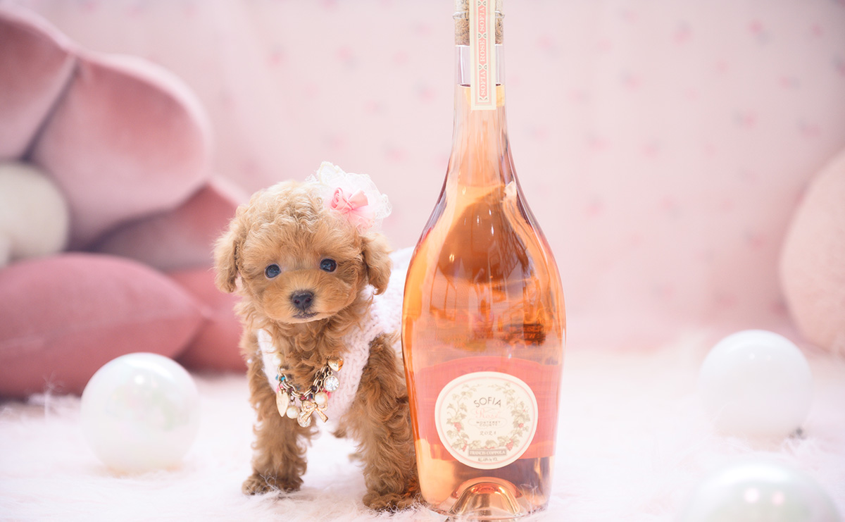 ティーカッププードルのレッドの女の子｜2026年3月3日生まれ｜No.11188｜画像4枚目