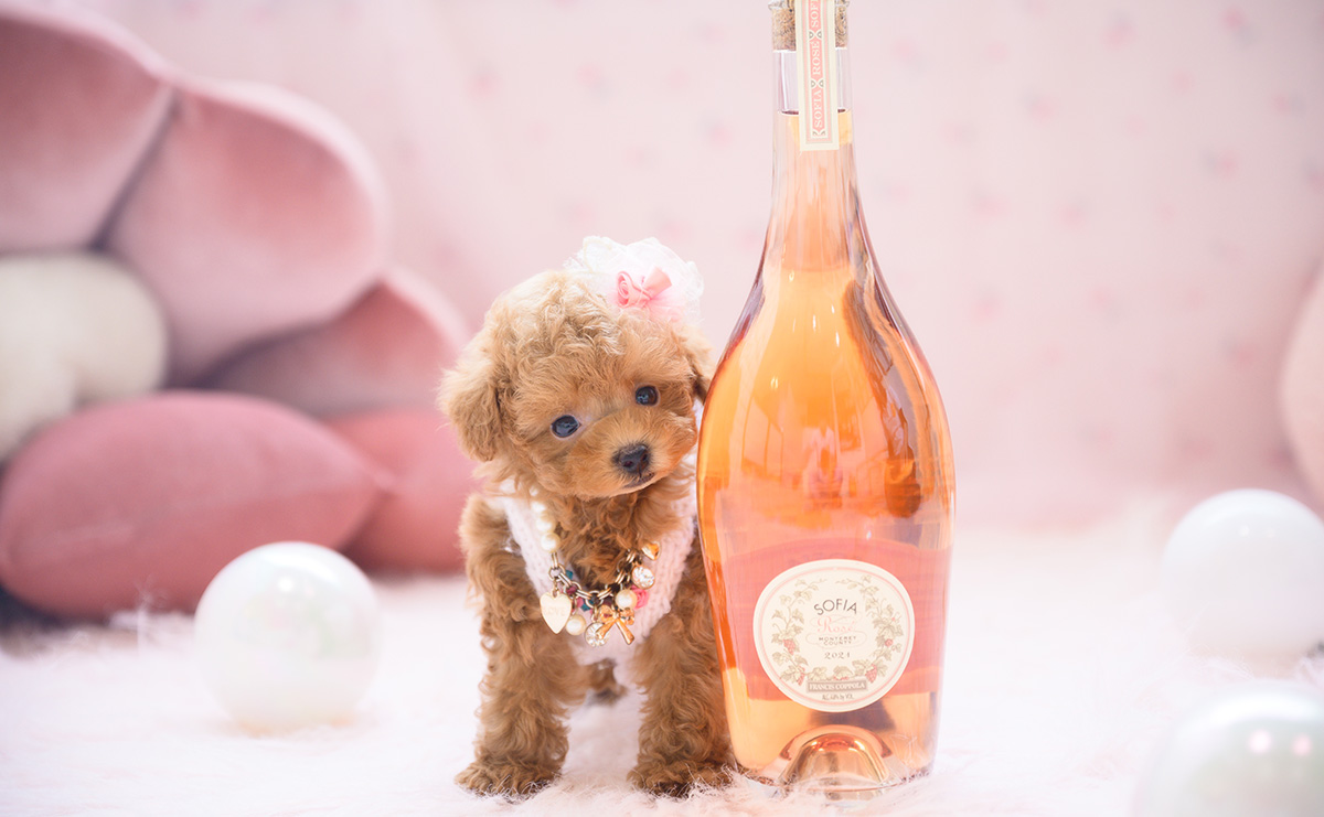 ティーカッププードルのレッドの女の子｜2026年3月3日生まれ｜No.11188｜画像5枚目