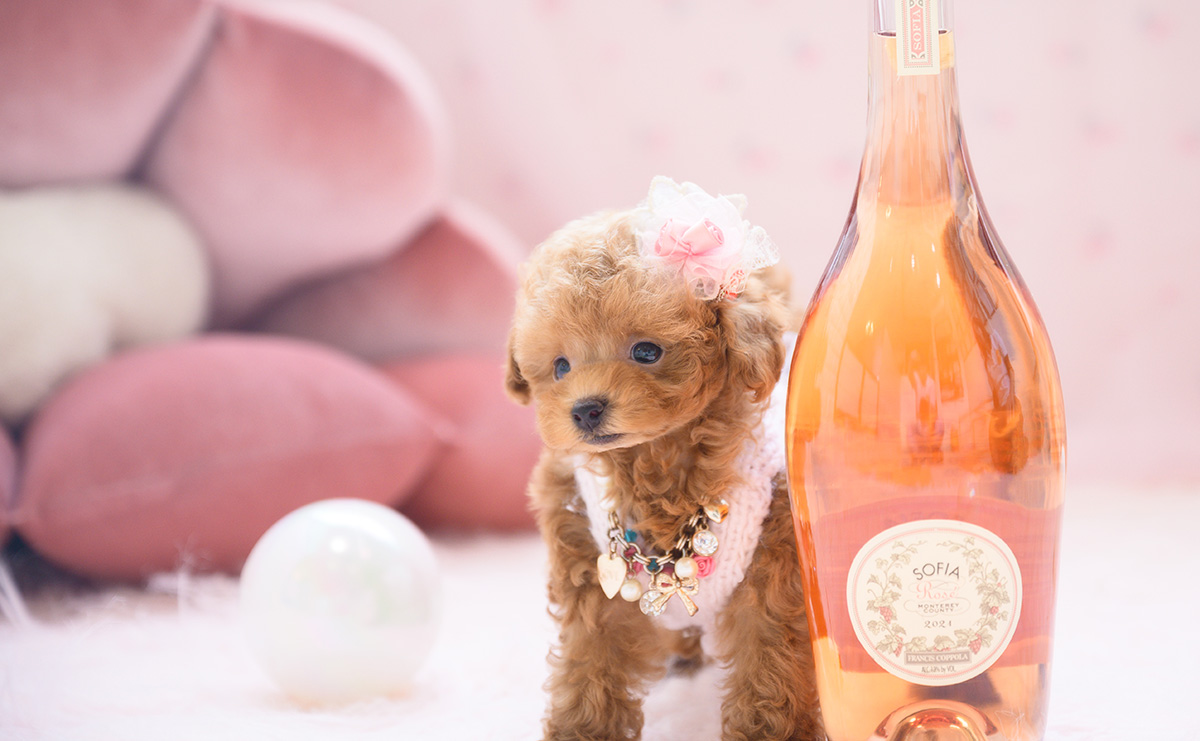 ティーカッププードルのレッドの女の子｜2026年3月3日生まれ｜No.11188｜画像6枚目