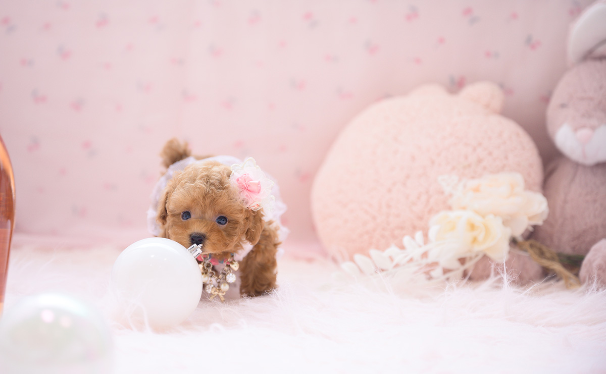 ティーカッププードルのレッドの女の子｜2026年3月3日生まれ｜No.11188｜画像7枚目