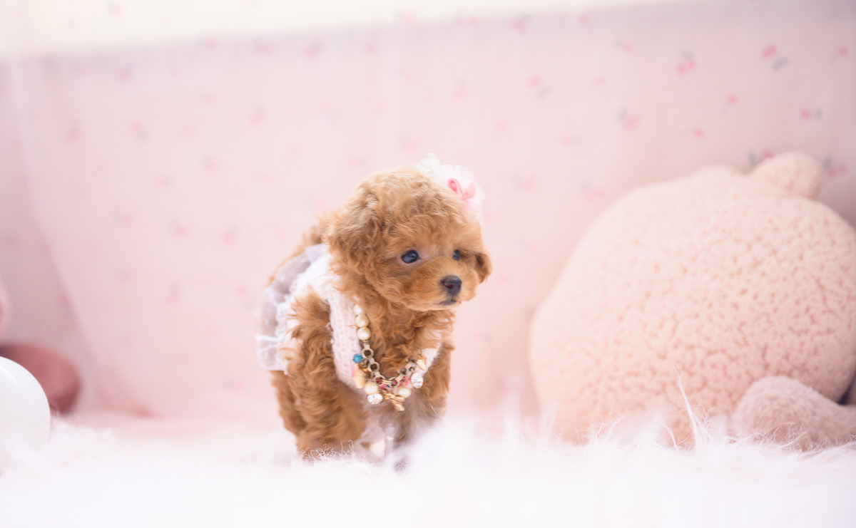 ティーカッププードルのレッドの女の子｜2026年3月3日生まれ｜No.11188｜画像8枚目