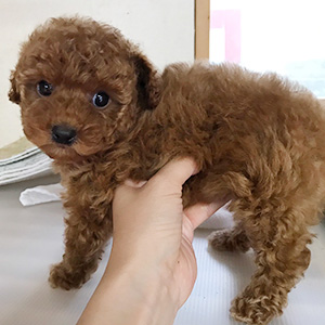 タイニープードルのレッドの男の子｜2026年3月12日生まれ｜No.11267｜画像0枚目