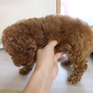 タイニープードルのレッドの男の子｜2026年3月12日生まれ｜No.11267｜画像1枚目