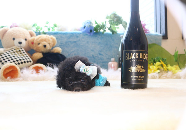 トイプードルのシルバーの男の子｜2018年2月15日生まれ｜No.06738｜画像2枚目