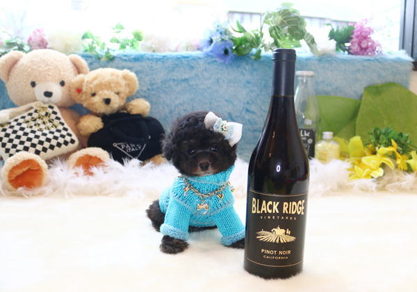 トイプードルのシルバーの男の子｜2018年2月15日生まれ｜No.06738｜画像1枚目