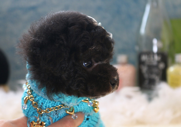 トイプードルのシルバーの男の子｜2018年2月15日生まれ｜No.06738｜画像0枚目