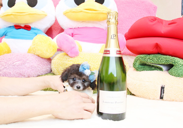 トイプードルのシルバーの男の子|2019年2月22日生まれ|No.07551|画像0枚目