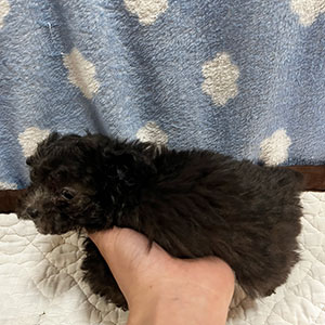 2023年2月17日生まれの、男の子。タイニ―サイズ予想 | NO.09642 3枚目