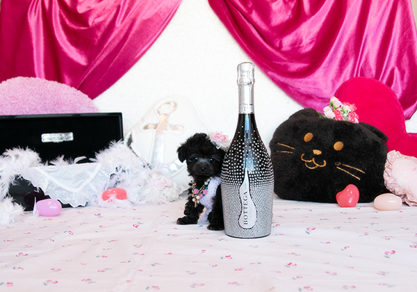 ティーカッププードルのシルバーの女の子|2025年10月10日生まれ|No.10991|画像0枚目