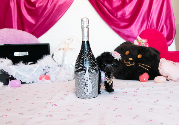 ティーカッププードルのシルバーの女の子|2025年10月10日生まれ|No.10991|画像1枚目