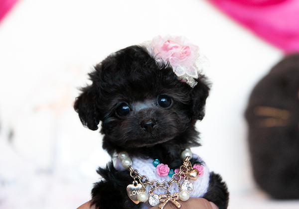 ティーカッププードルのシルバーの女の子|2025年10月10日生まれ|No.10991|画像2枚目