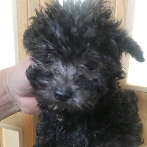 シルバーのプードルの子犬は、見慣れるほど可愛さが分かります。 | NO.09923 1枚目