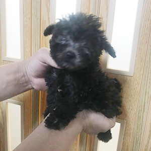 シルバーのプードルの子犬は、見慣れるほど可愛さが分かります。 | NO.09923 2枚目