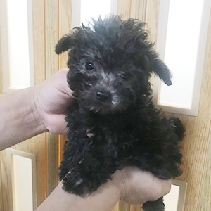シルバーのプードルの子犬は、見慣れるほど可愛さが分かります。 | NO.09923 3枚目