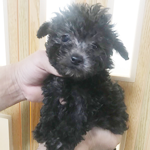 シルバーのプードルの子犬は、見慣れるほど可愛さが分かります。 | NO.09923 4枚目