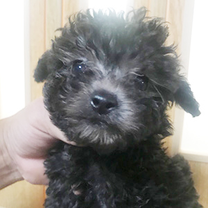 シルバーのプードルの子犬は、見慣れるほど可愛さが分かります。 | NO.09923 5枚目