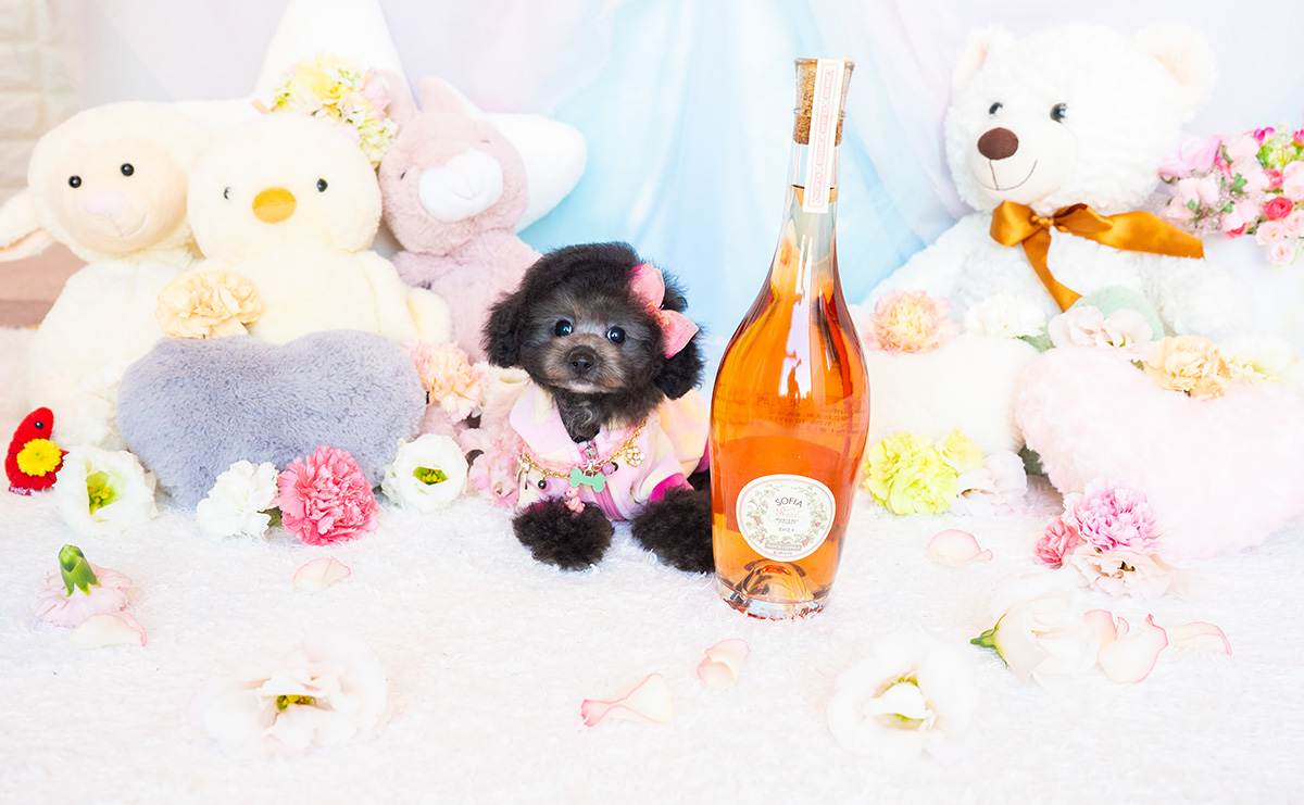 ティーカッププードルのシルバーの女の子｜2025年9月1日生まれ｜No.10940｜画像5枚目