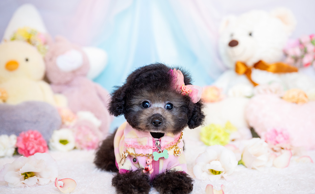 ティーカッププードルのシルバーの女の子|2025年9月1日生まれ|No.10940|画像0枚目