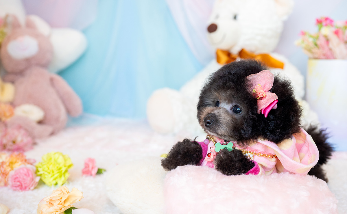 ティーカッププードルのシルバーの女の子|2025年9月1日生まれ|No.10940|画像3枚目